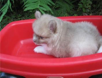 Sch�ne reinrassige Pomeranian Welpen mit