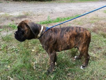 Wundersch?ne Cane Corso Welpen