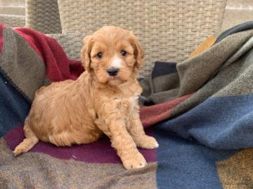 Cockapoo-Welpen zu verkaufen