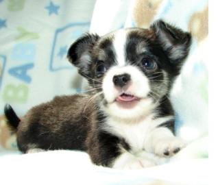 Nette Personen und weibliche Chihuahua