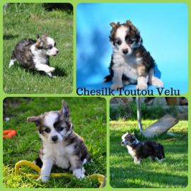 Chinesischer Schopfhund � sch�ne Welpen