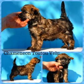 Chinesischer Schopfhund � sch�ne Welpen