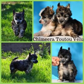 Chinesischer Schopfhund � sch�ne Welpen