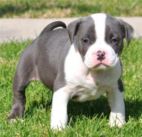 American Pitbull Welpen