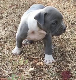 American Pitbull Welpen