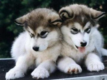 2 Reinrassige Siberian Husky Welpen abzu