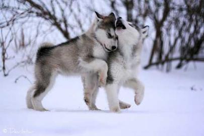 2 Reinrassige Siberian Husky Welpen abzu