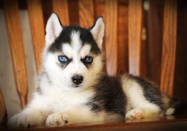 Gut Ausgebildete Siberian Husky-Welpen