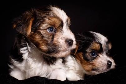 Biewer-Yorkshire Terrier Babys / Ahnenta