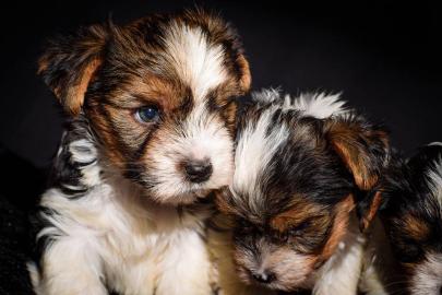 Biewer-Yorkshire Terrier Babys / Ahnenta