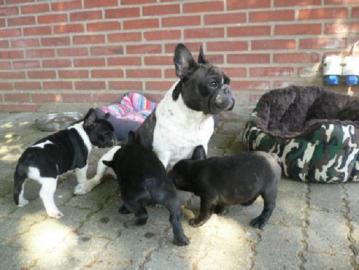 Reinrassig Franz�sische BulldoggenWelpen
