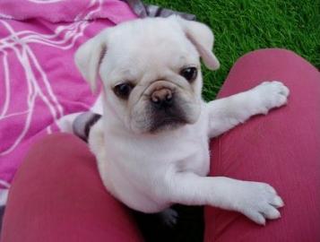 KOSTENLOS Wei? Mops welpen