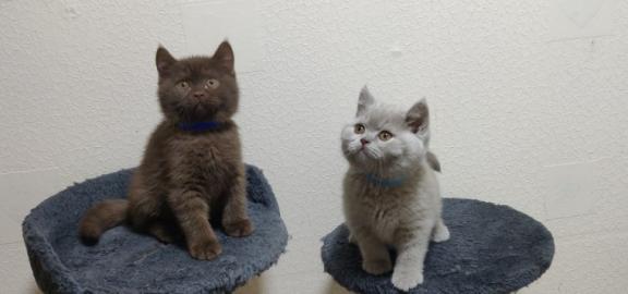BKH Kitten mit Stammbaum