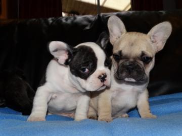 Typvolle Franz?sische Bulldoggen Welpen
