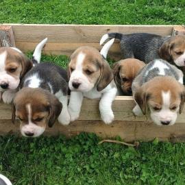 S��e Beagle-Welpen