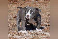 American pitbull welpen 12 wochen alt
