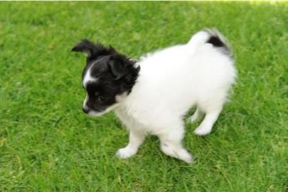 Wundersch�ne Chihuahua Welpen. 