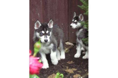 Siberian Husky Welpen