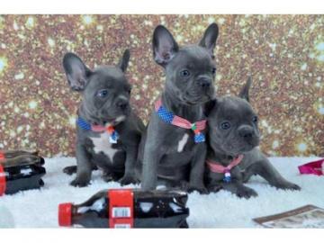 Liebevolles Franz�sische Bulldogge Welpe