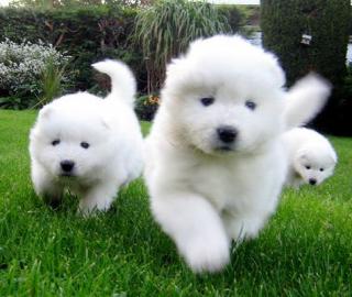 Wundersch�ne Samoyedo-Welpen (Geschenke)