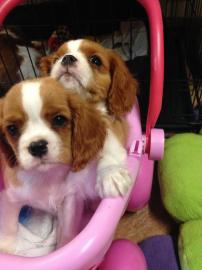 atemberaubende Cavalier King Charles Spa