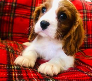 atemberaubende Cavalier King Charles Spa