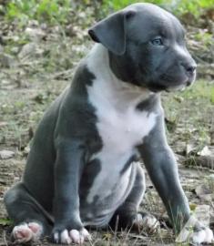 Pitbull blueline welpen zu  verkaufen