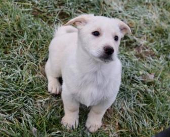Labrador Welpe Fox Red