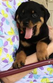 Rottweiler Welpen