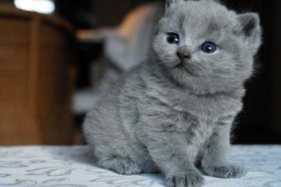 Reinrassige Maine Coon Kitten mit Papier