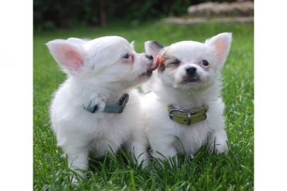 Chihuahua Welpen