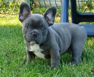 Zwei tolle franz�sische Bulldoggen