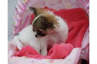 S��e chihuahua welpen suchen liebevolles