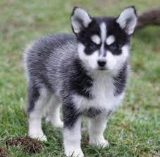 Reinrassige Pomsky Welpen