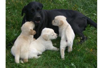 Wundersch�ne Labrador Welpen  Gut sozial