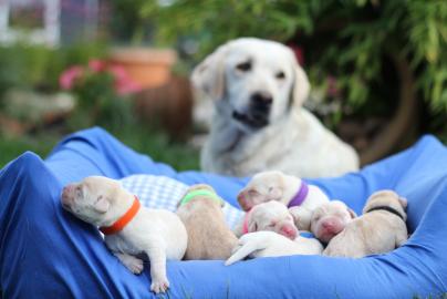 Wundersch�ne Labrador Welpen  Gut sozial