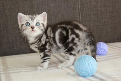 Reinrassige BKH K�tzchen in Blue und Lil