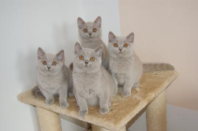 Reinrassige BKH K�tzchen in Blue und Lil