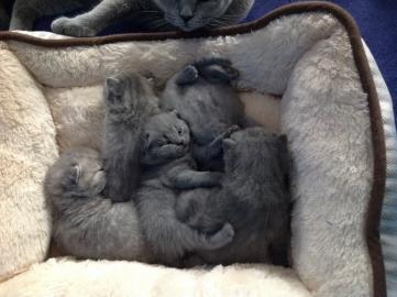 Reinrassige BKH K�tzchen in Blue und Lil