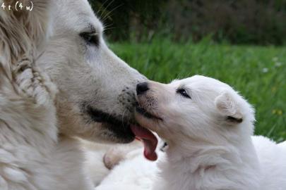 Weisser Schweizer Sch�ferhund, Welpen