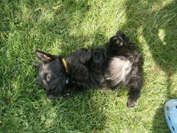 Bildsch�ne Scottish Terrier Welpen aus V