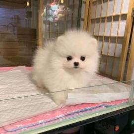 Pomeranian Puppies available for adoptio