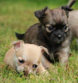 Wundersch�ne Chihuahua Welpen