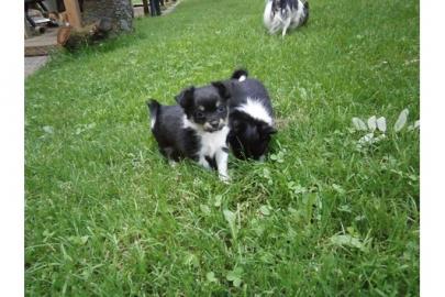 Wundersch�ne Chihuahua Welpen