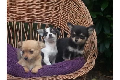 Wundersch�ne Chihuahua Welpen