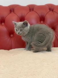 Britisch Kurzhaar K?tzchen Zum Verkaufen