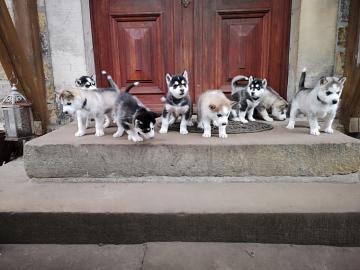 Wundersch�ner Husky Welpe sucht ein lieb