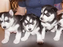 gut ausgebildete Siberian Husky Welpen z