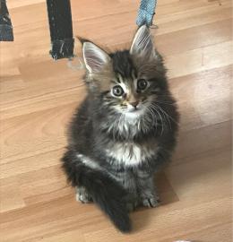 Maine Coon Kitten mit vollem Stammbaum