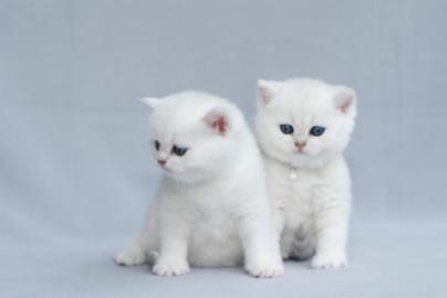 2 wundersch�ne bkh katerchen in creme